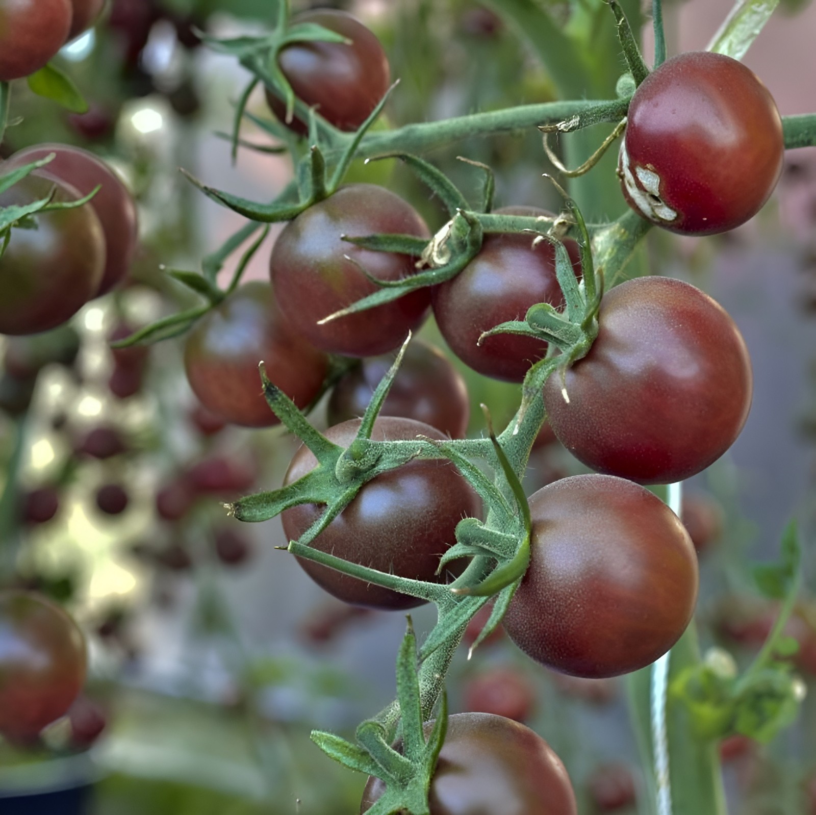 100 Heirloom Chocolate Cherry Tomato Seeds Rare Sweet Rich & Juicy Indeterminate