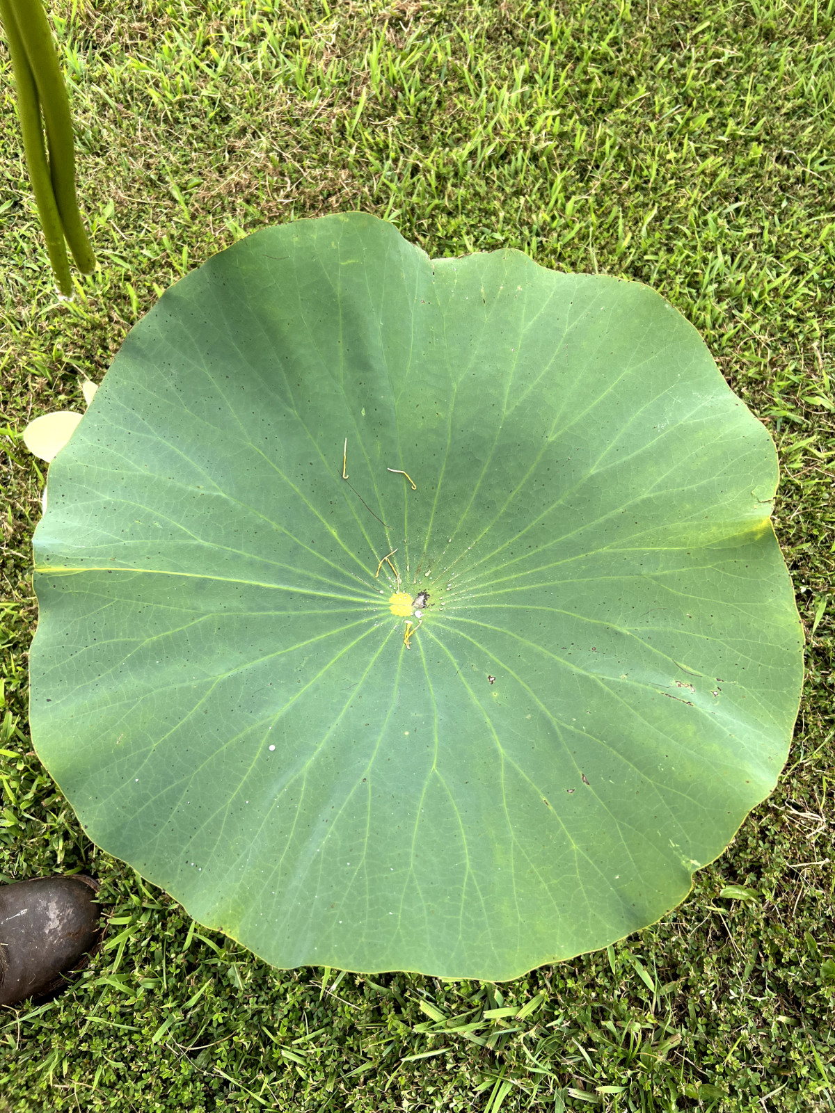10 Seeds Yellow Lotus Flower Seeds American Water Lily for Pots or Pond
