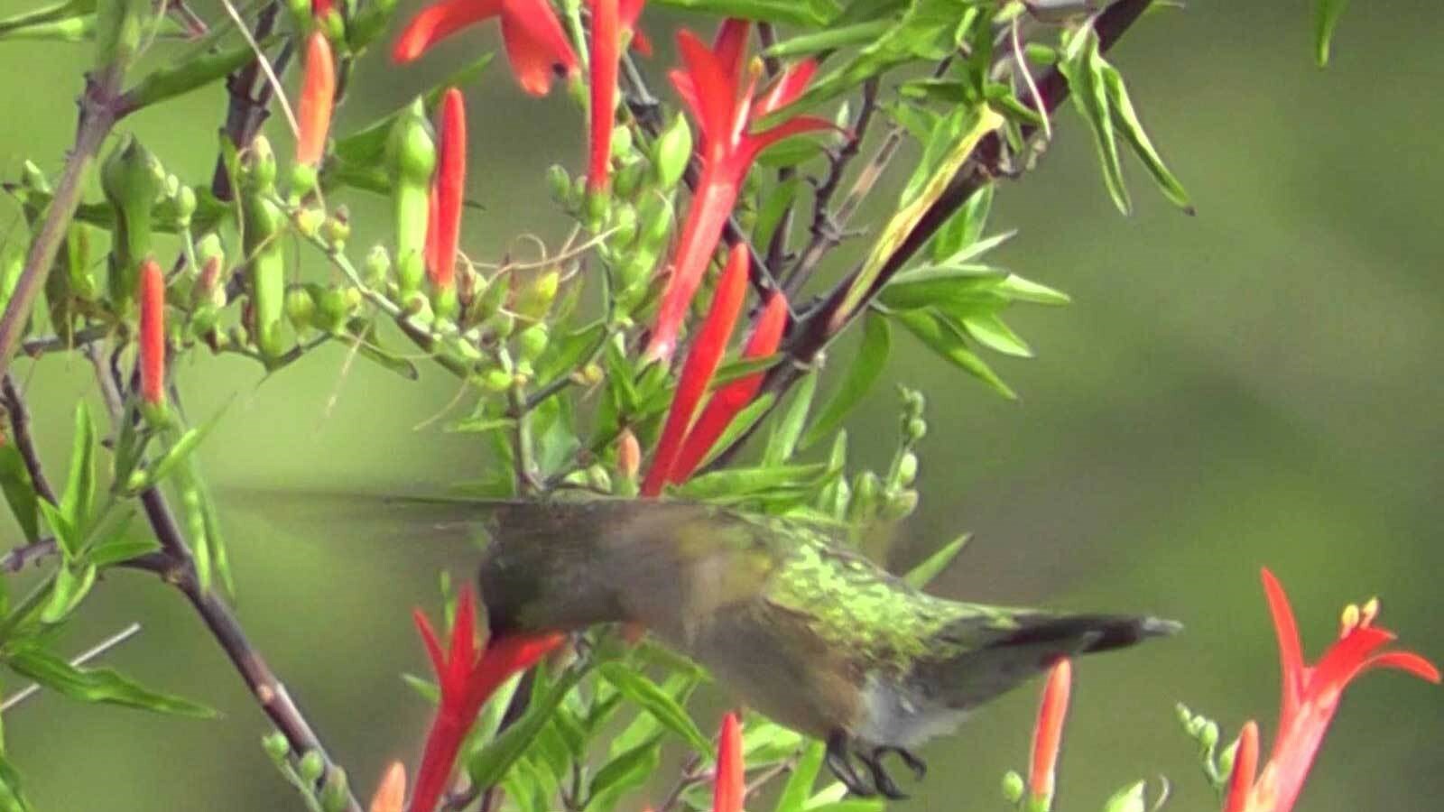 Anisacanthus quadrifidus | Hummingbird | Flame Acanthus | 5_Seeds