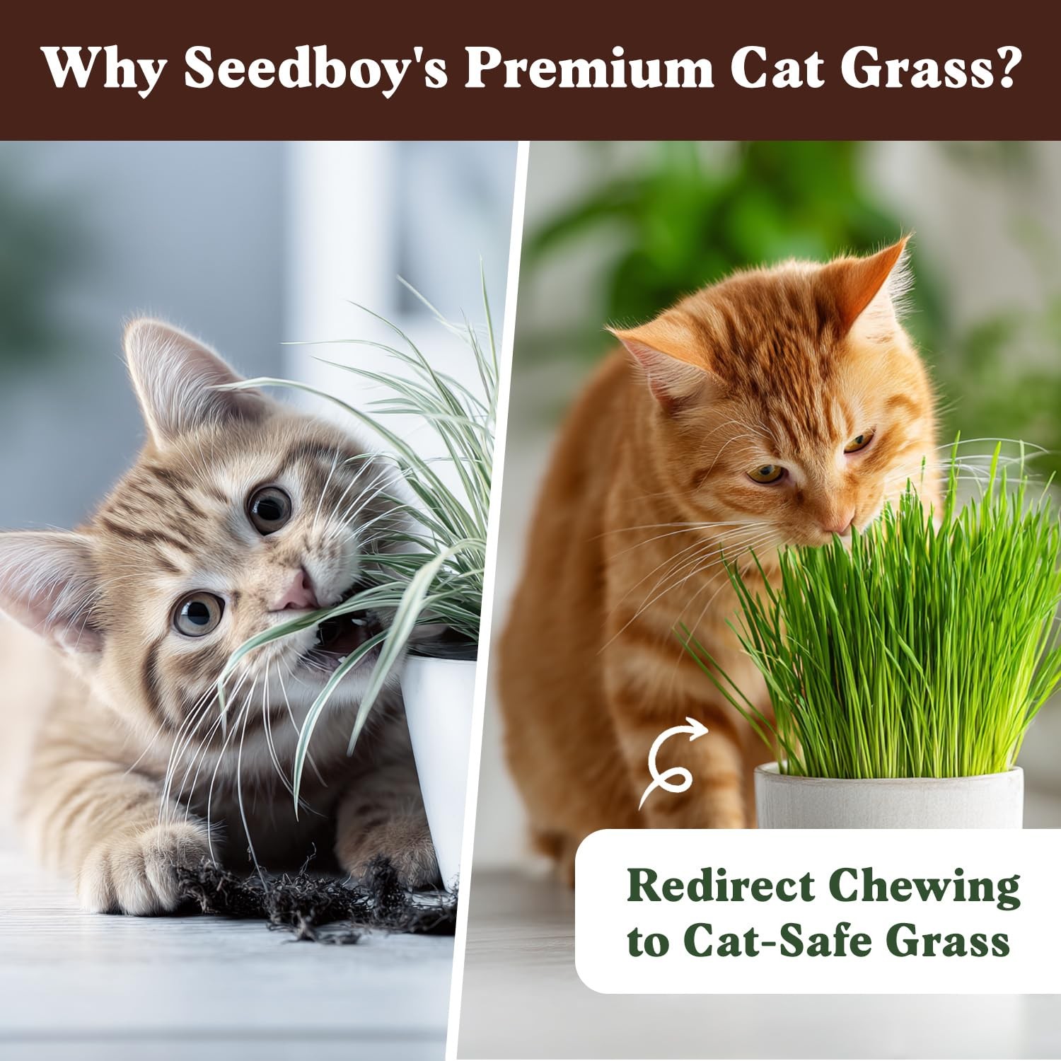 Organic Cat Grass Seeds for Planting, Non-GMO Wheat, Oat, Rye, and Barley Pet…