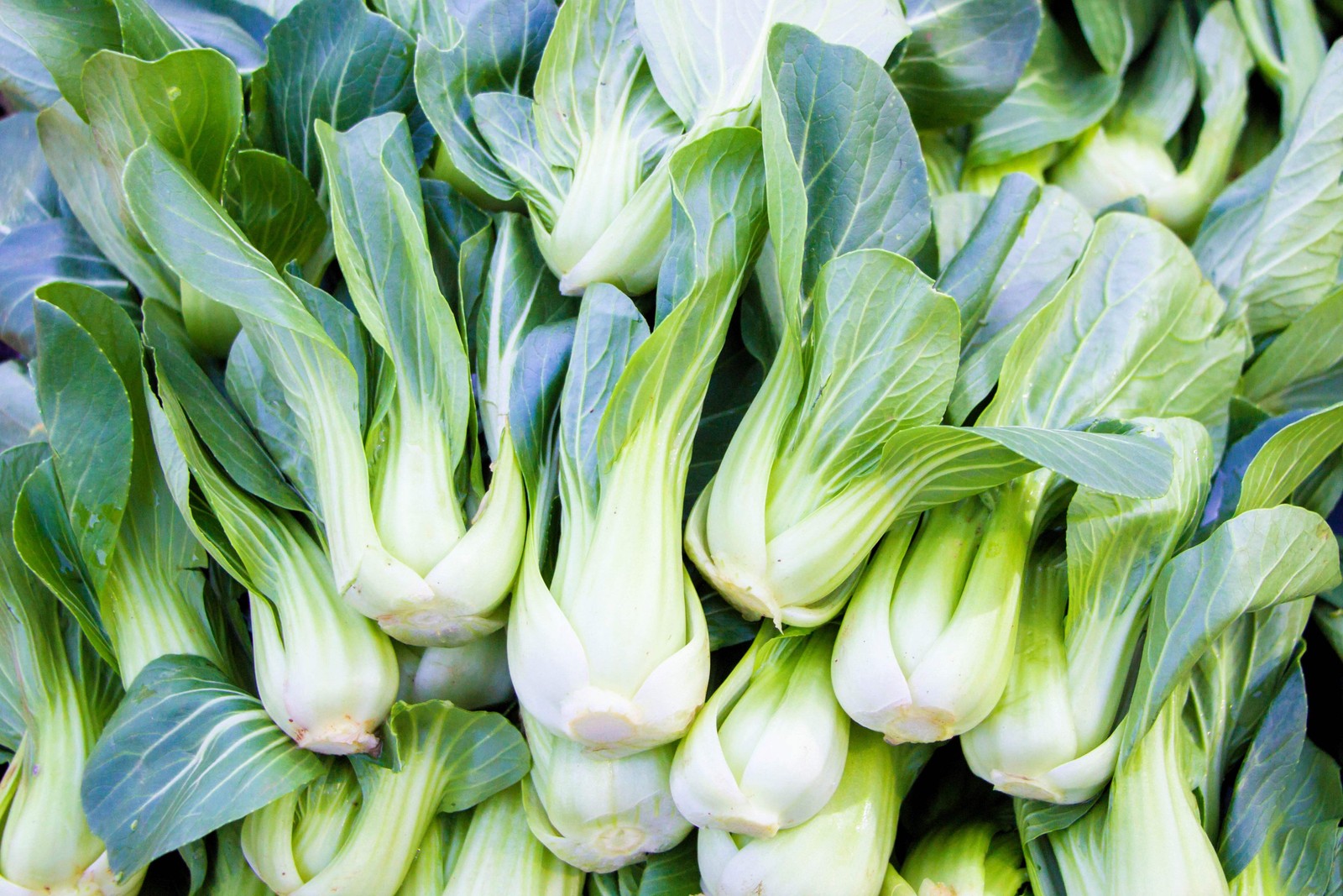 2000 CANTON PAK CHOI Bok Choy Chinese Cabbage Brassica Rapa Vegetable Seeds