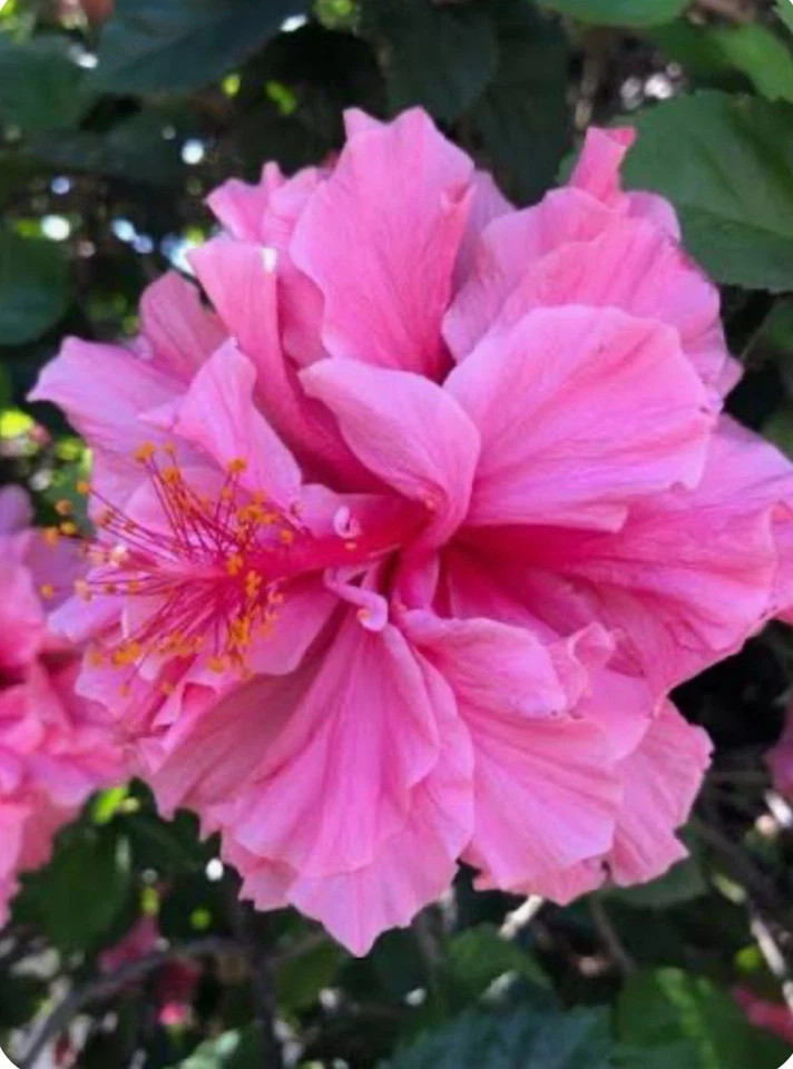 Kona Hibiscus-SMALL ROOTED STARTER Plant-Hibiscus Rosa-sinensis
