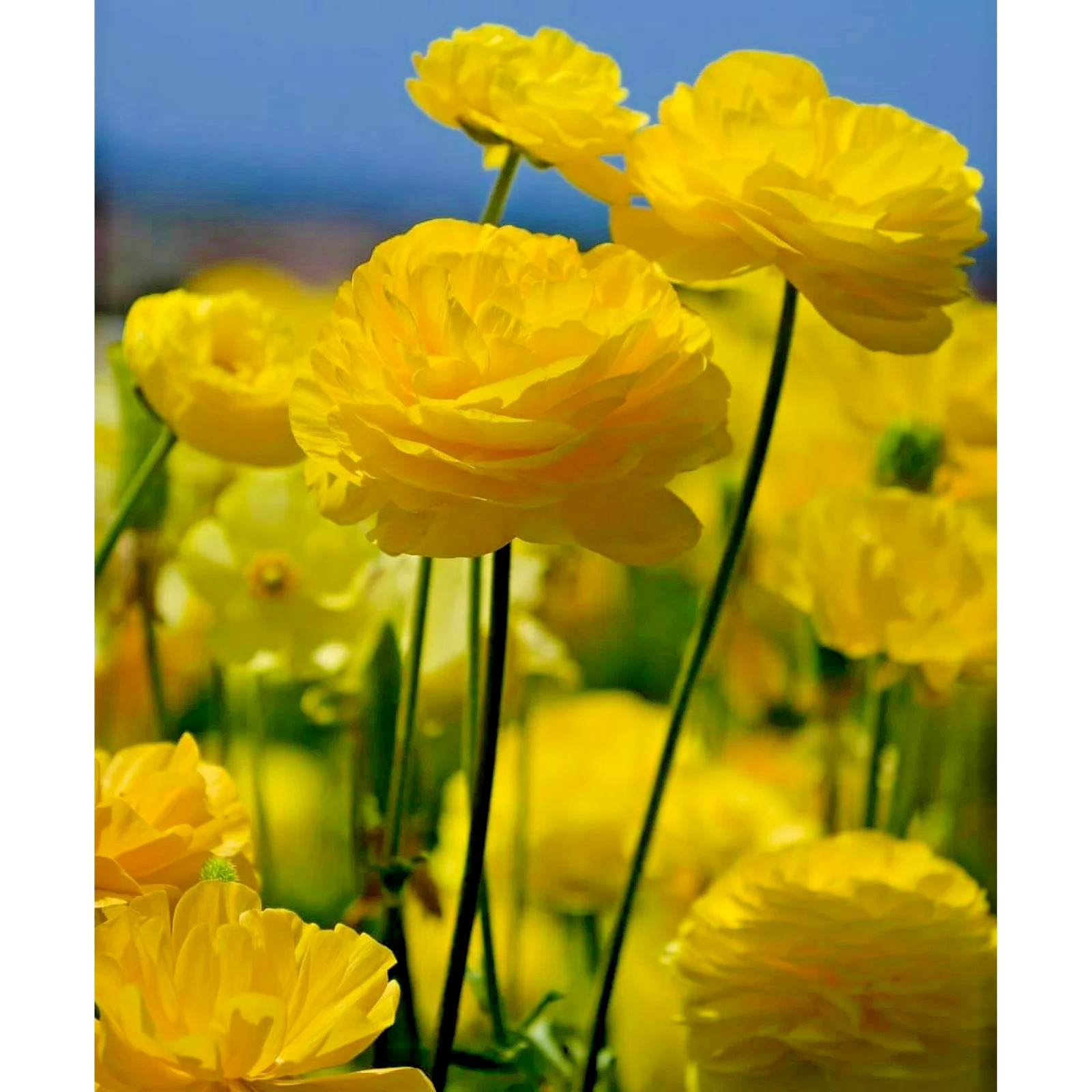 Ranunculus 20 Yellow Quality Bulbs Corms Peony Rose Buttercup Wedding Flowers