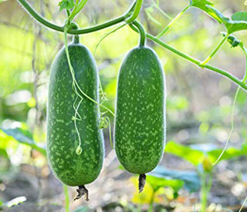 20+ Organic Hairy skin gourd seeds Fuzzy melon Wax gourd Hairy melon Mokwa USA