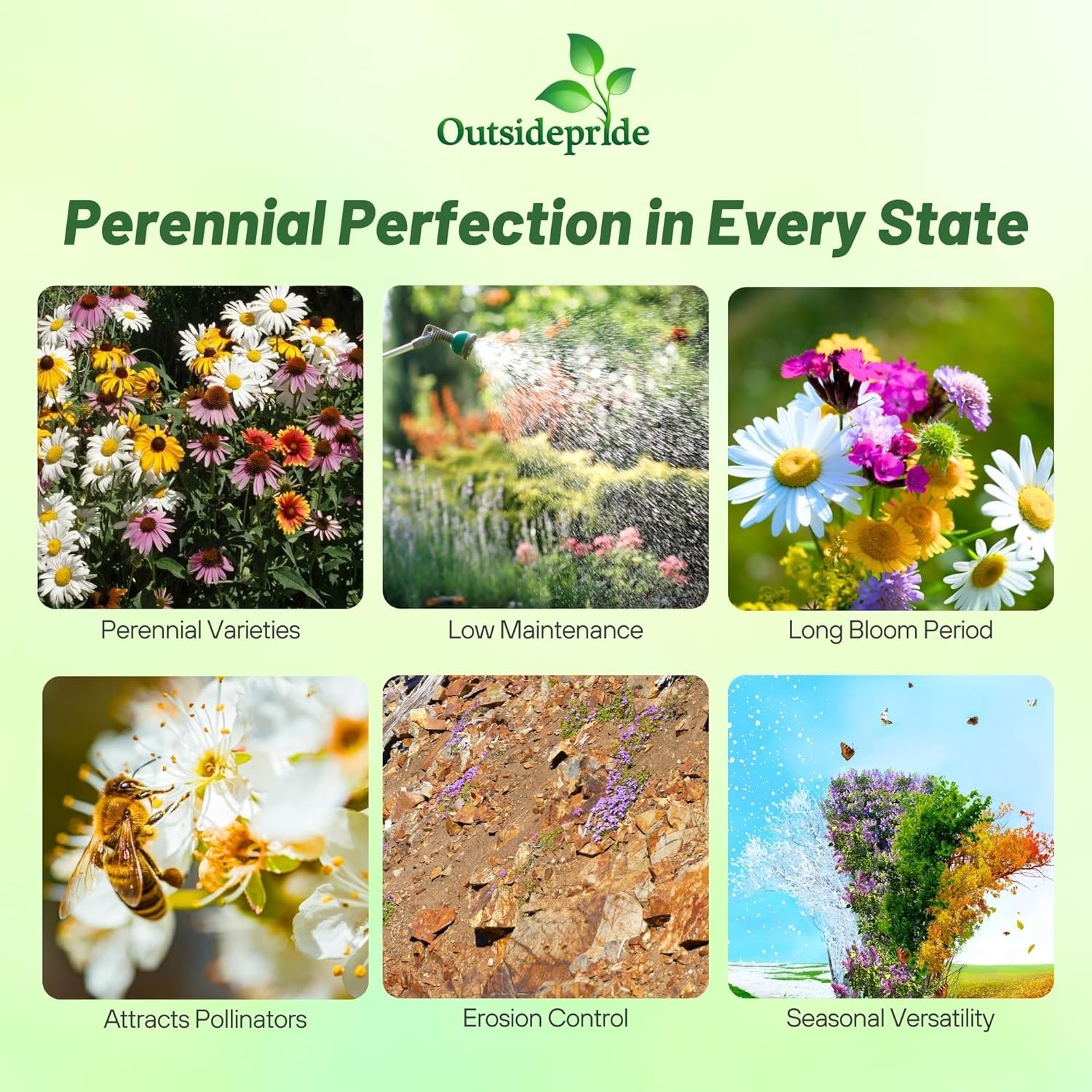 1 LB Perennial wild flower seed from Outsidepride.