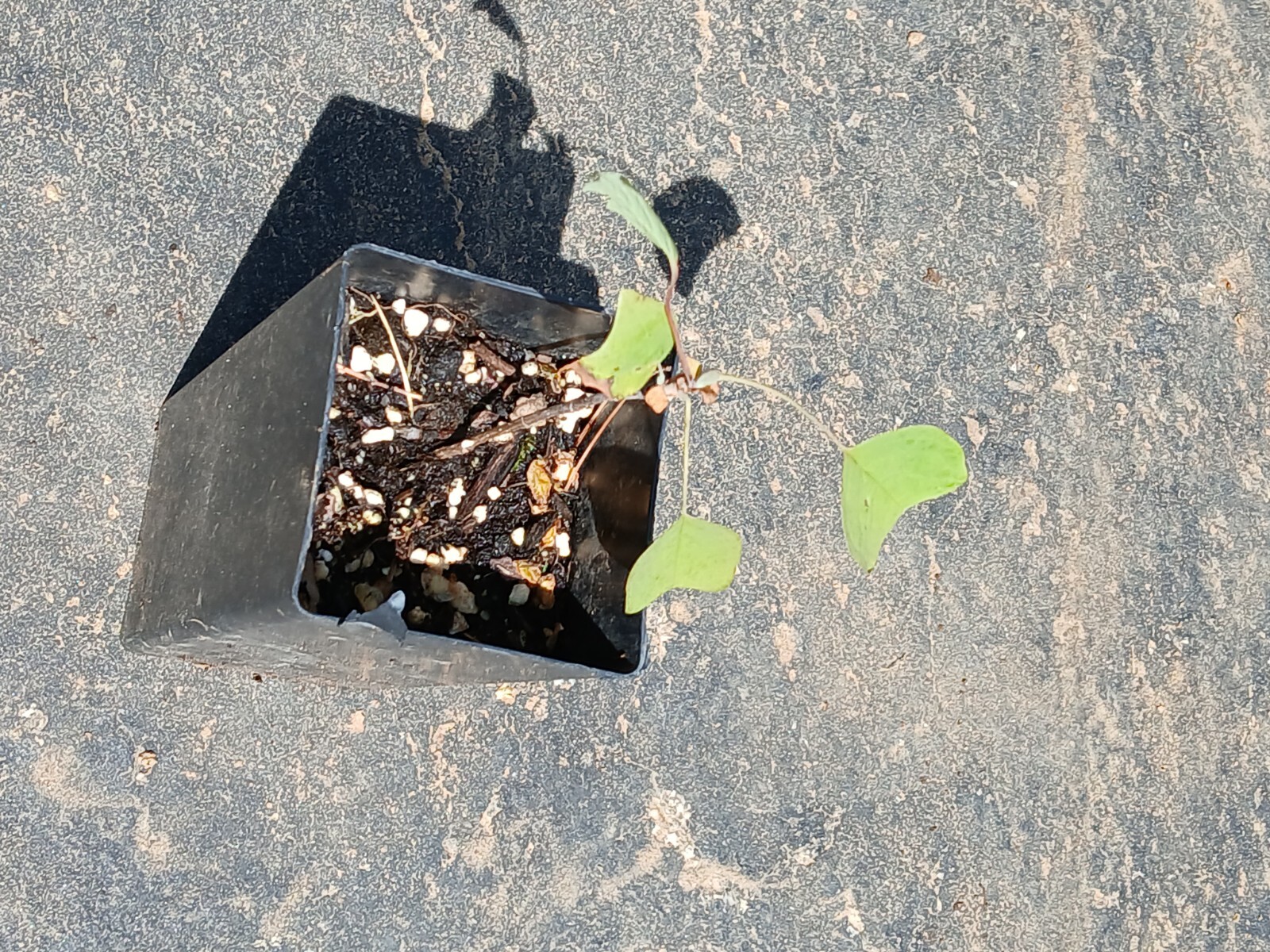 Live 1yo+ Tulip Poplar Tree Well Rooted Plant in varies pot size – Native Tree