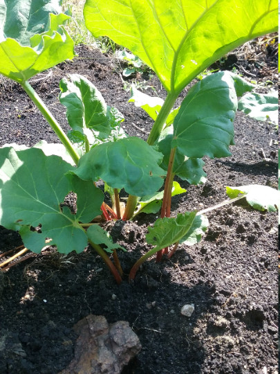 50 Perennial Victoria Rhubarb Seeds zone 3-9
