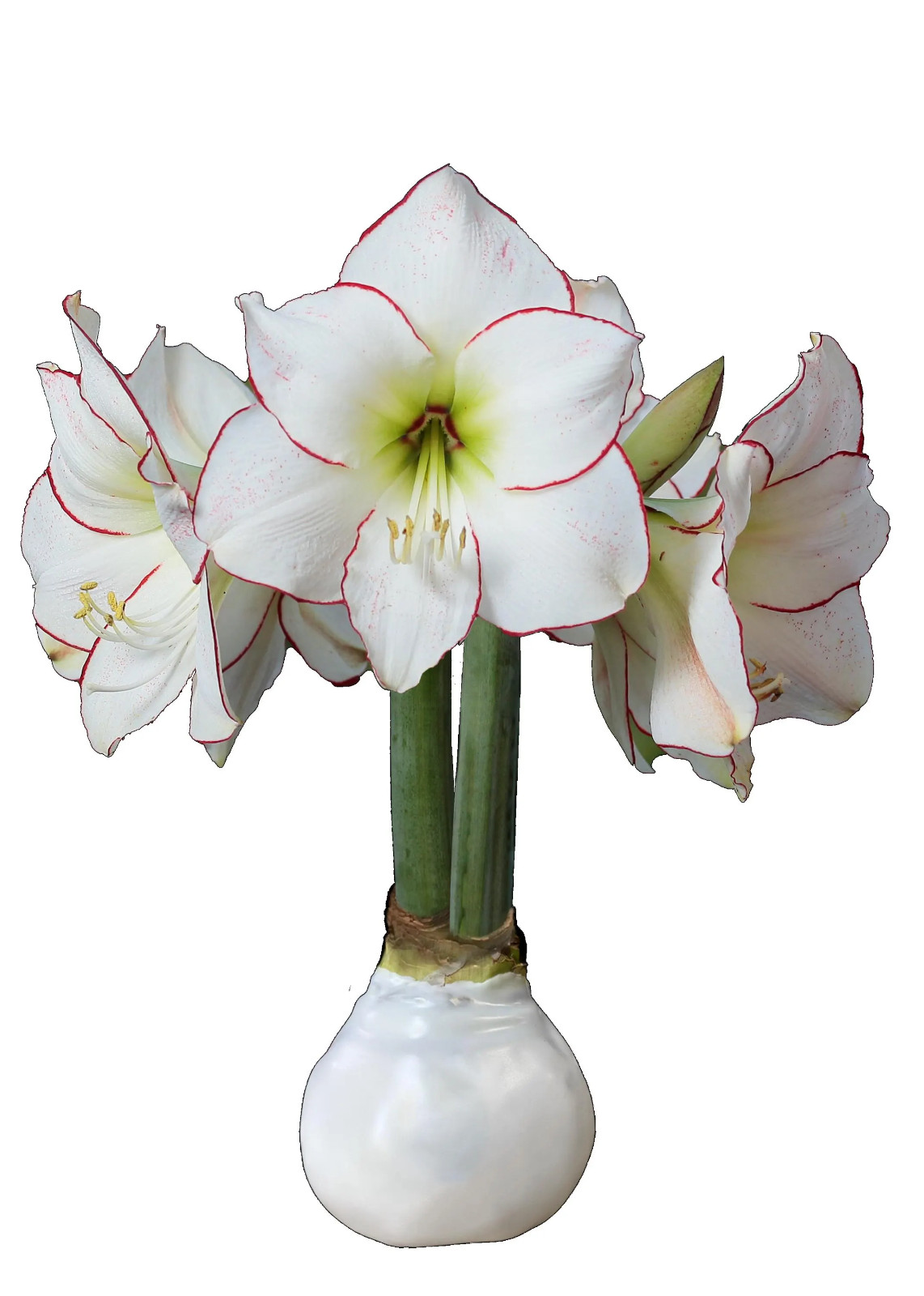 Picasso Waxed Amaryllis Bulb White Wax size 32/34