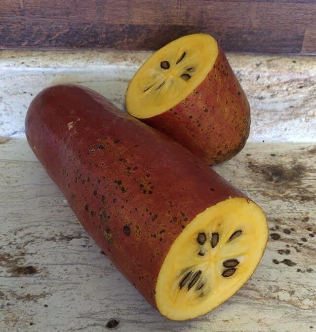 Organic Sicana odorifera 8 Seeds cassabanana musk cucumber puttigel sikana
