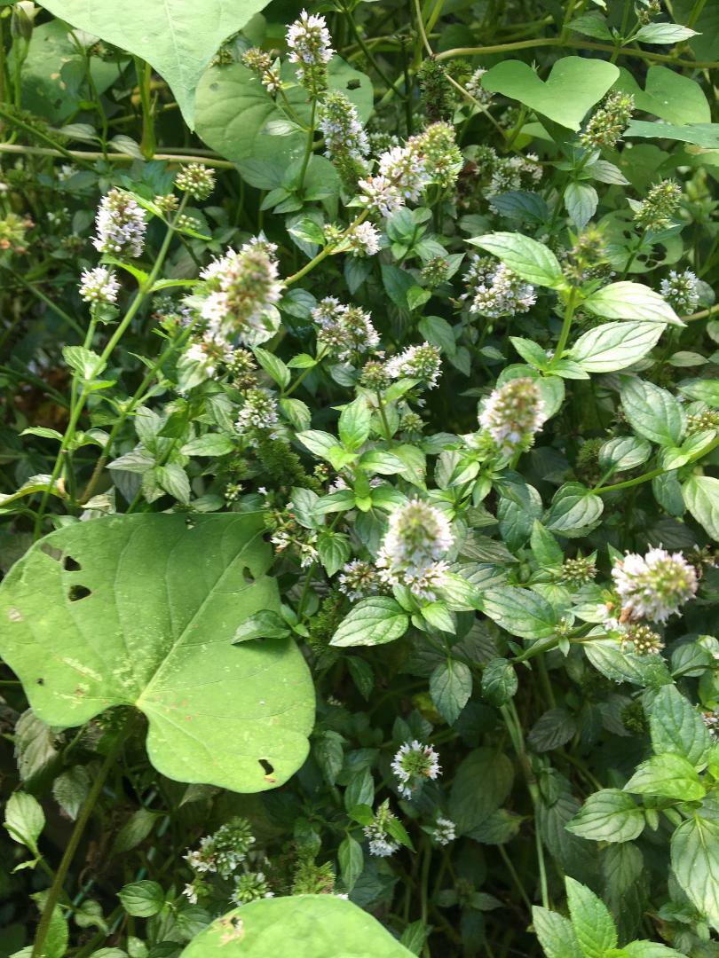 Chocolate Mint Herb Plant 25 Seeds USA Seller USA Seller Home Grown