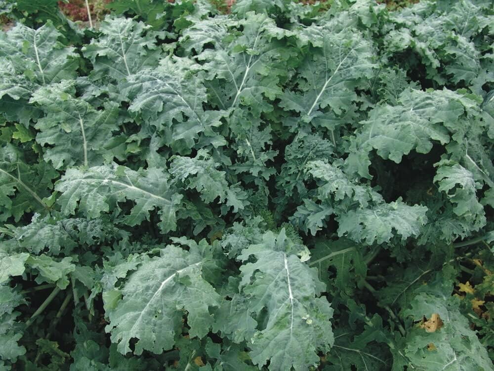 White Russian Kale Seeds 300+ Vegetable Garden Heirloom NON-GMO USA FREE S&H