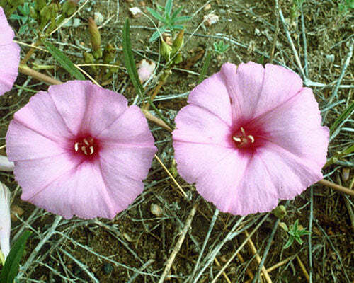 Ipomoea leptophylla | Lavender Moonvine | Bush Moonflower | 5 Seeds