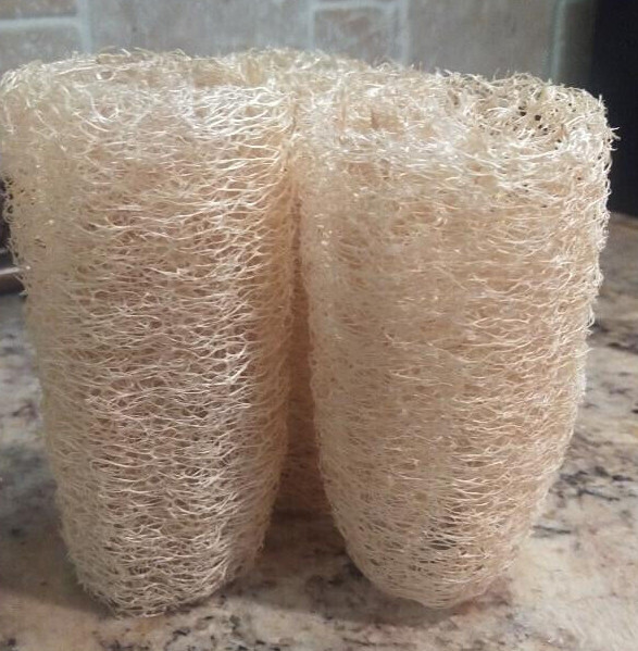 10+ 2023 USA LUFFA GOURD SEEDS LOOFAH SPONGE DISHCLOTH FREE SHIPPING NON-GMO