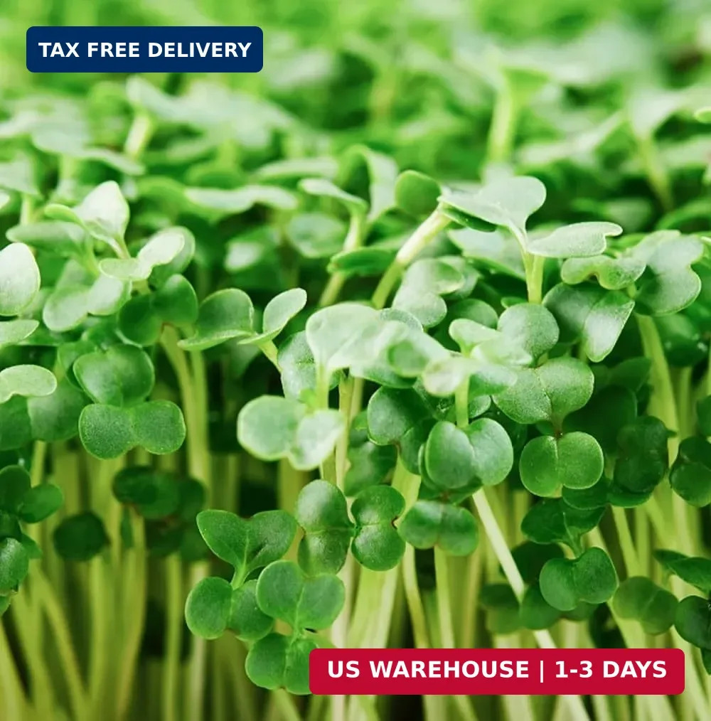 Organic Broccoli Seeds for Sprouting Microgreens – Heirloom, Non GMO Seed Packet