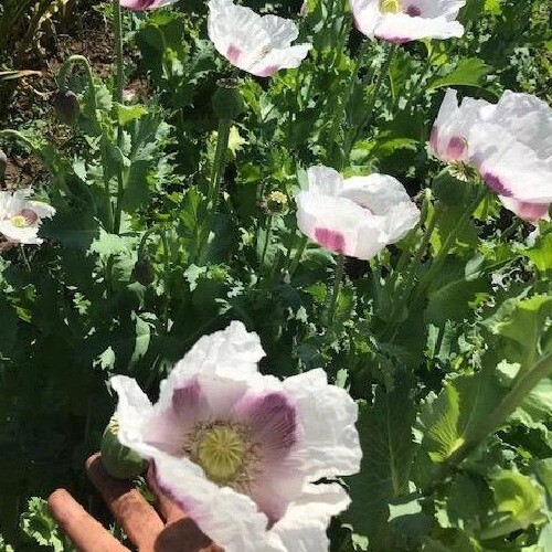 20,000 Fresh Organic Czech Republic Papavear Somniferum Poppy Seeds for Planting