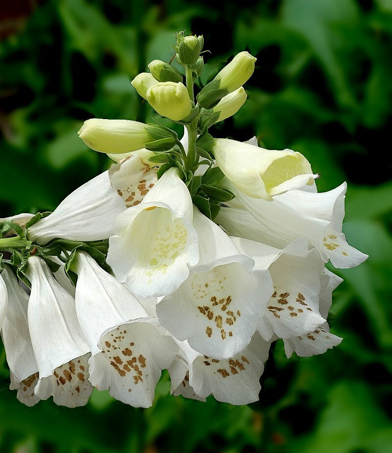 FOXGLOVE 1002 SEEDS DIGITALUS PURPUREA, SPOTTED PURPLE OR WHITE FLOWERS *BULK*