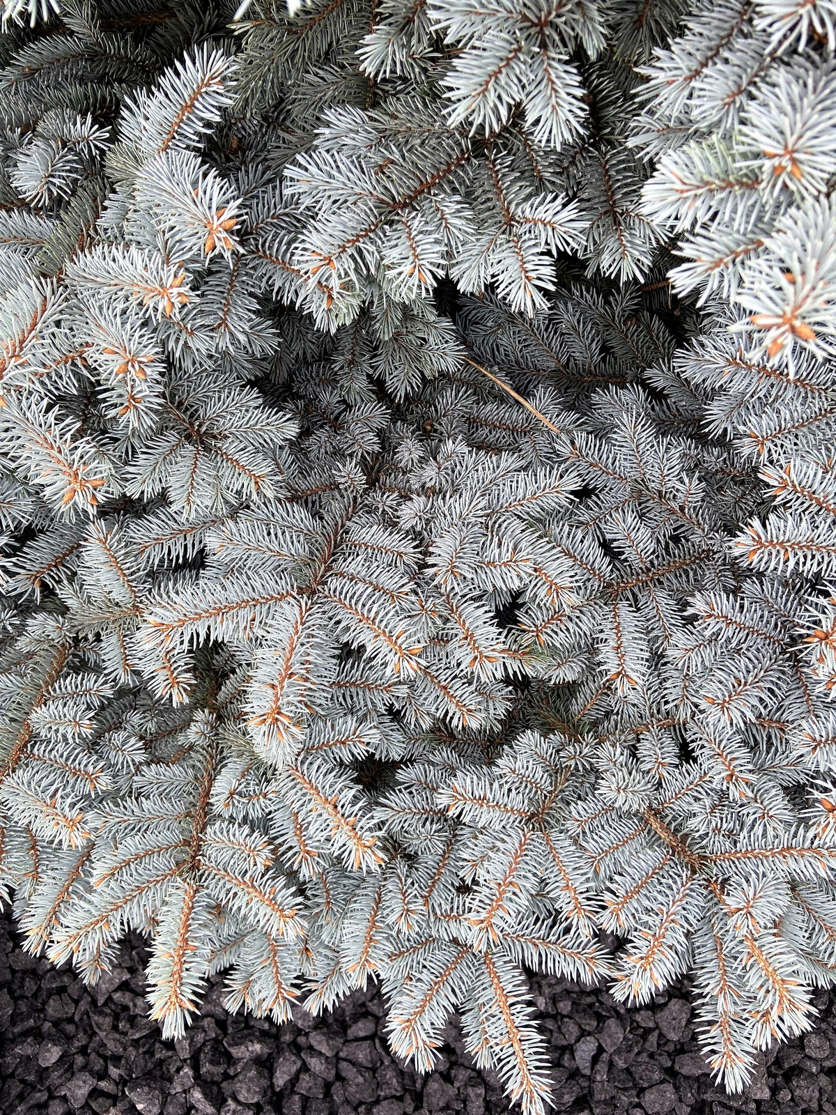 50 Colorado BLUE SPRUCE Tree Picea Pungens Glauca Christmas Tree Silver Seeds