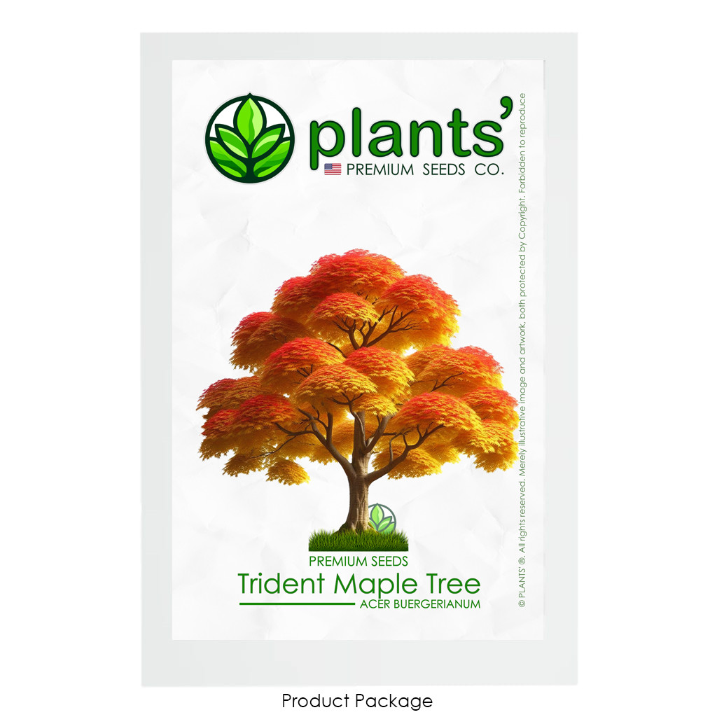 Trident Maple Tree | Premium Seeds | Acer buergerianum ‘Fall’ | Plants’®