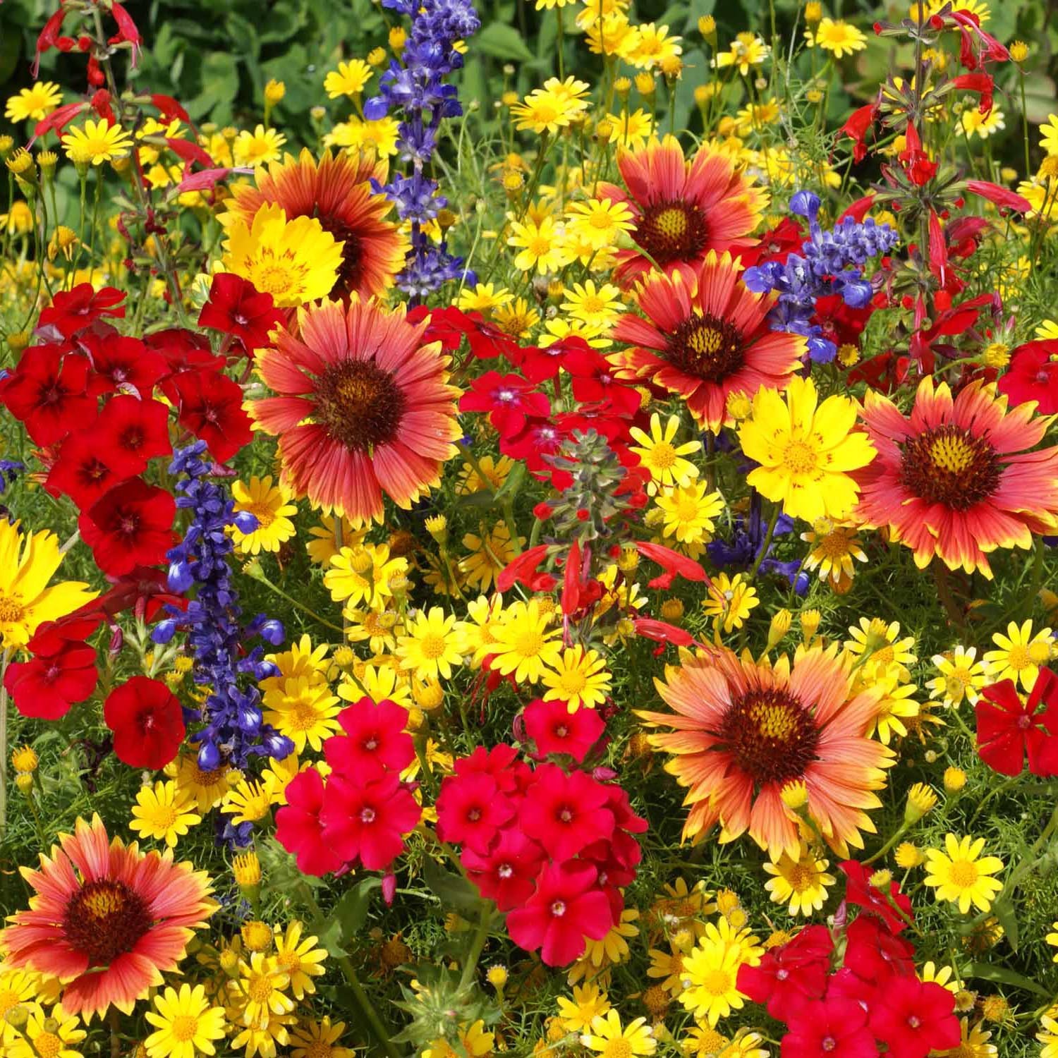 5 LBS Texas and Oklahoma Wildflower Seed Mixes For Planting Outdoors