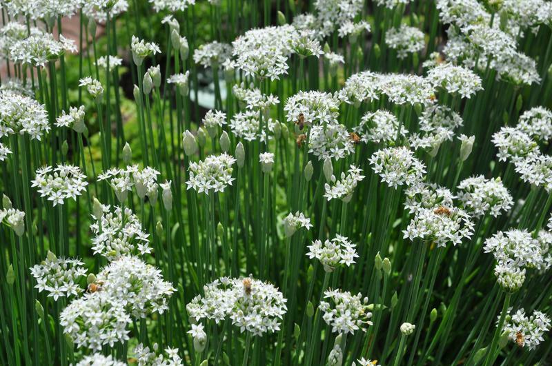 Garlic Chives Seeds 200+ Herb Vegetable Garden NON-GMO USA Seller FREE SHIPPING