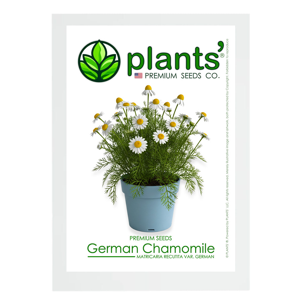 German Chamomile Flowers | Premium Seeds | Matricaria recutita | Plants’®