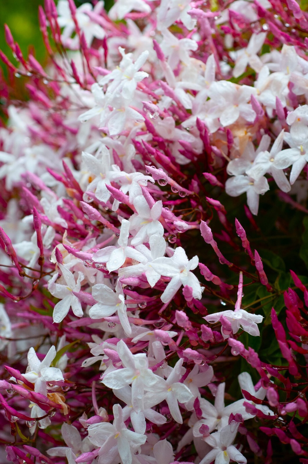 PINK JASMINE~Jasminum Polyanthum~~Rooted STARTER Plant~Extremely Fragrant