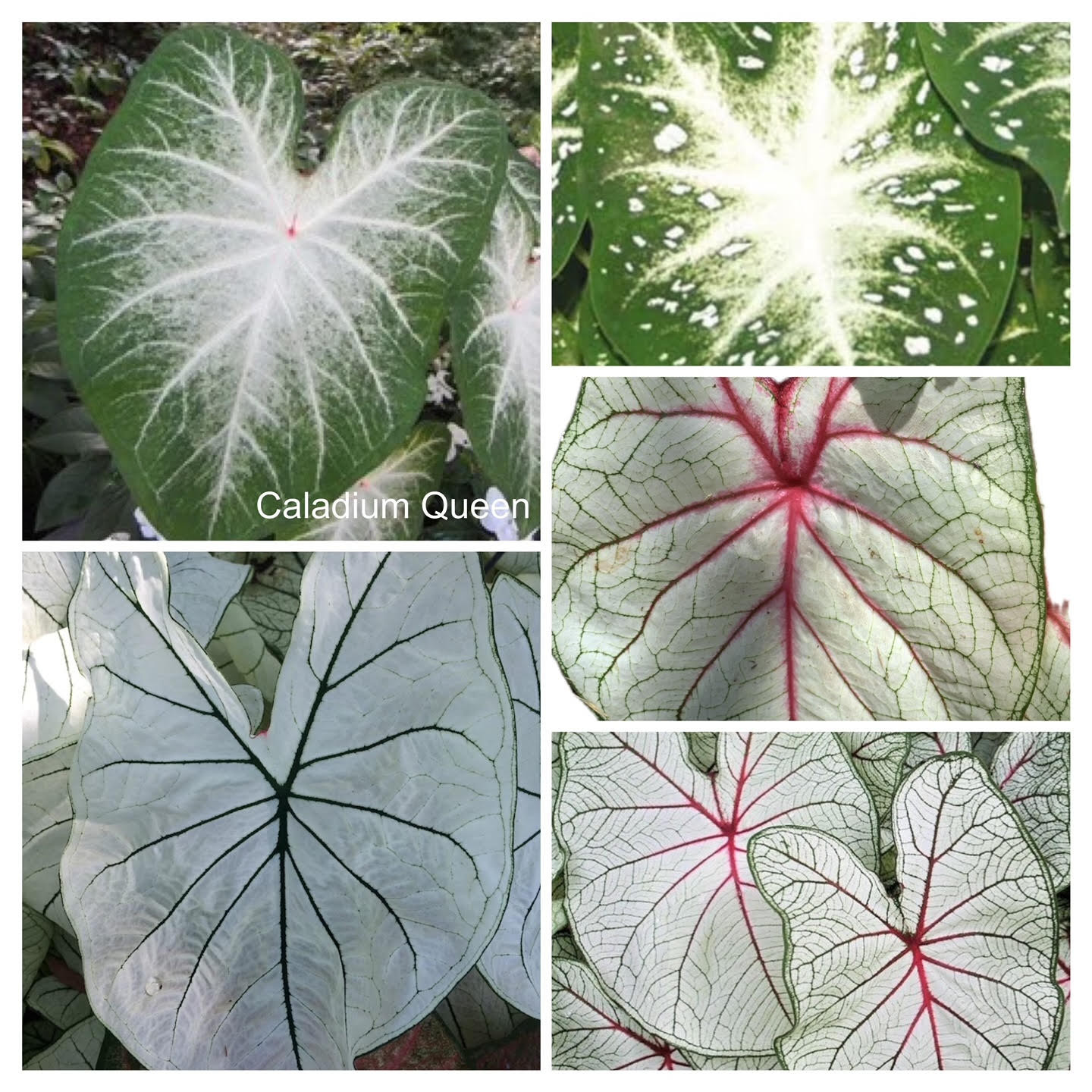 Caladiums White Random Mix ‘Value Pack’ ( You get 6 Bulbs) Size #2