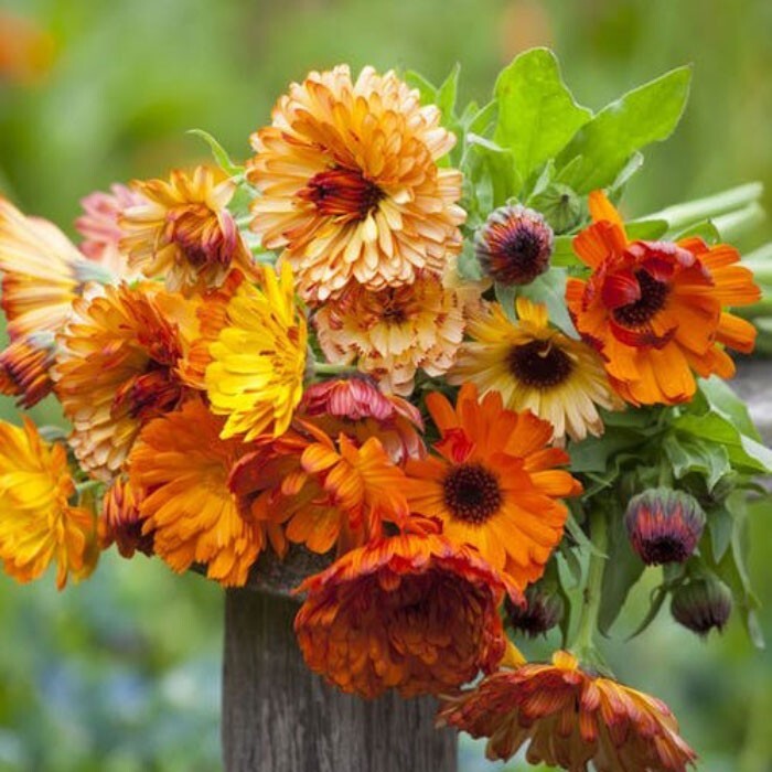 50+Seeds | Sunset Mix Calendula Seeds #H004