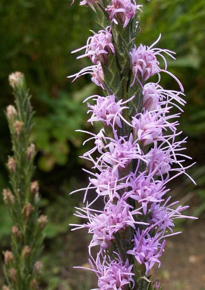 Gayfeather DOTTED CutFlowers Perennial Honeybees 16″ Tall Non-GMO 100 Seeds