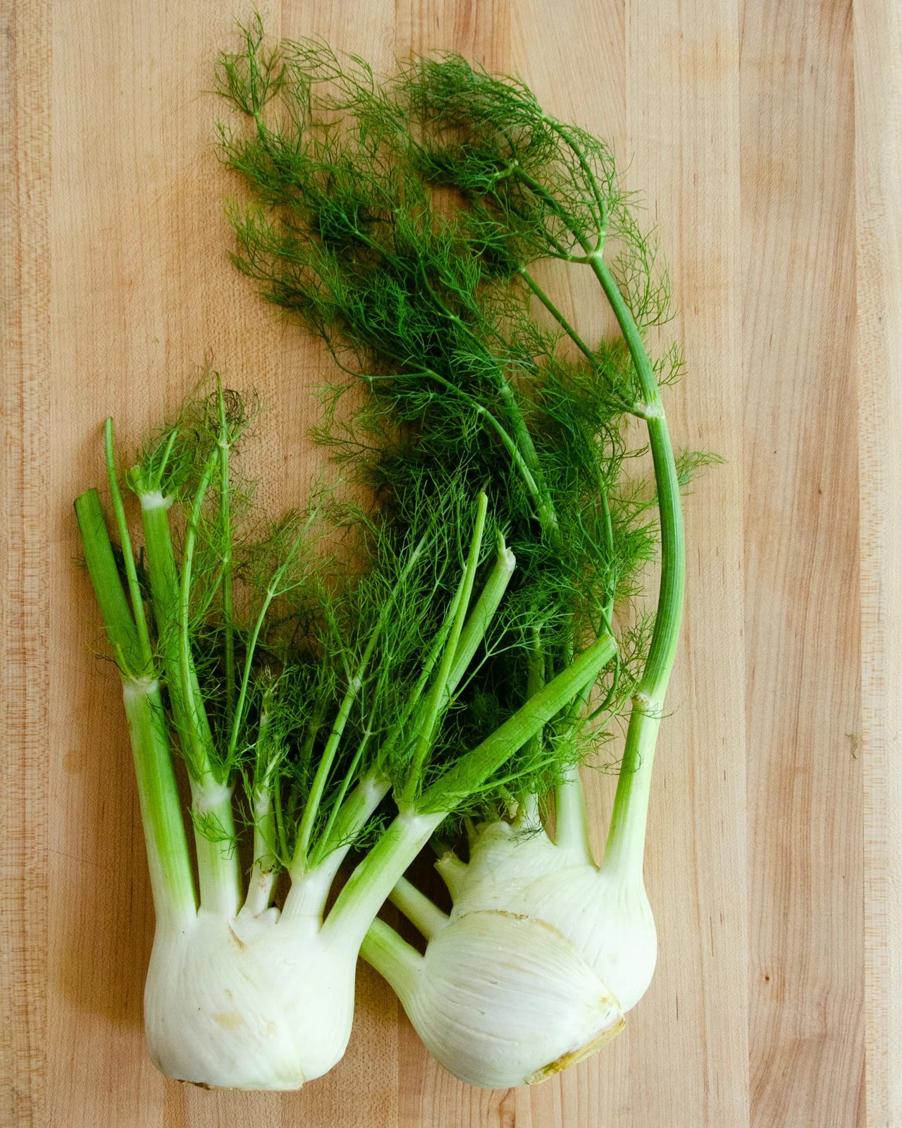 Florence Fennel Seeds | Italian Anise Bulb Root Plant Fronds Herb USA Seed 2024