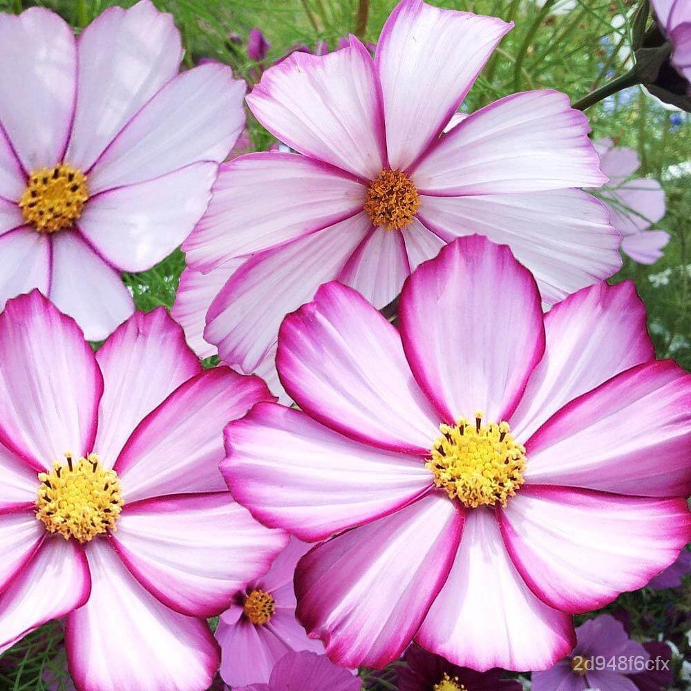 Cosmos Picotee (Cosmos bipinnatus) Flower 100 Seeds Free Shipping!