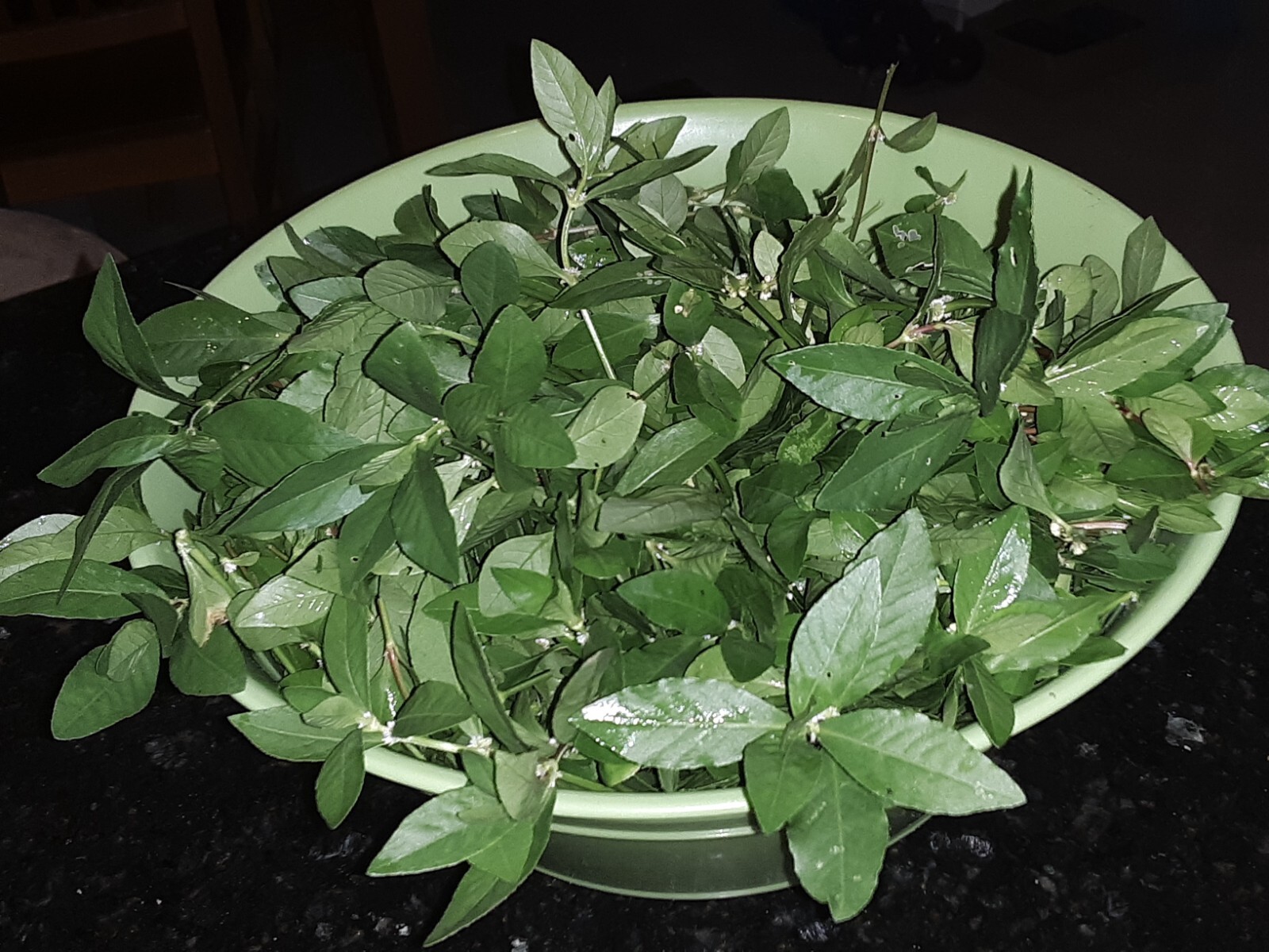 200+Sessile Joyweed/Ponnanganni/Mukunuwenna/Dwarf Copperleaf/Alternanthera Seeds