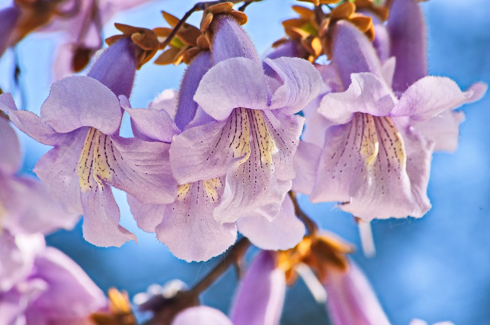 400 ROYAL PAULOWNIA EMPRESS TREE Tomentosa Flower Seeds Seeds *Flat S/H