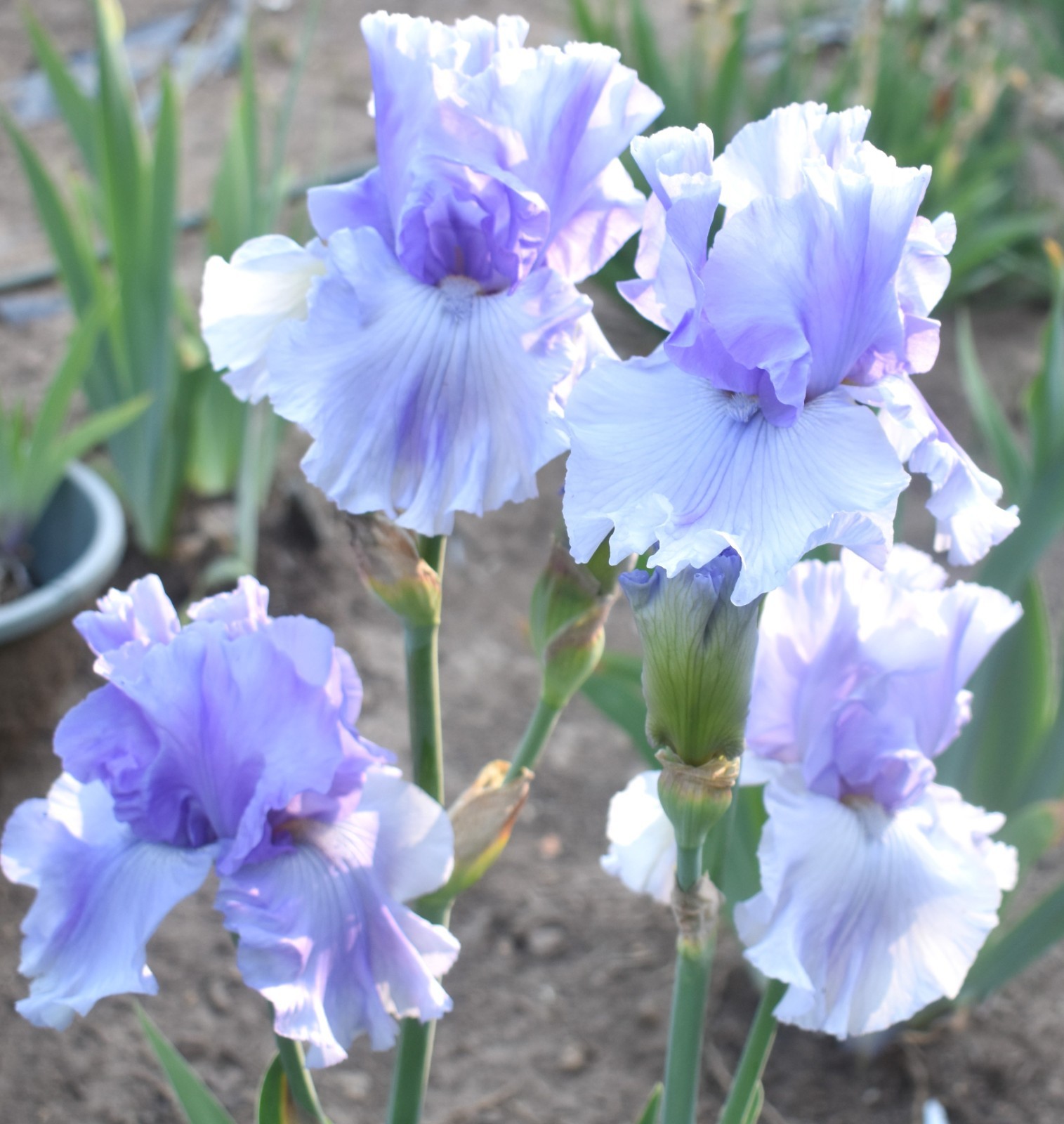 ‘Misty Twilight’ ﻿ Tall Bearded Iris Rhizome PRE-SALE to Ship Aug/Sept