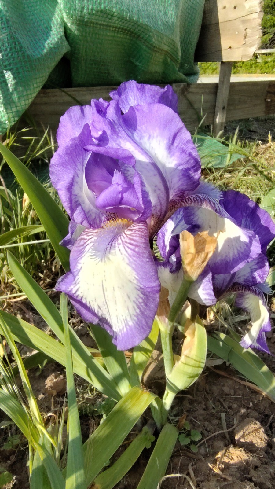 6x MIXED VARIETIES/COLORS BEARDED IRIS Bulbs/Rhizomes FRESH~FREE SHIPPING~