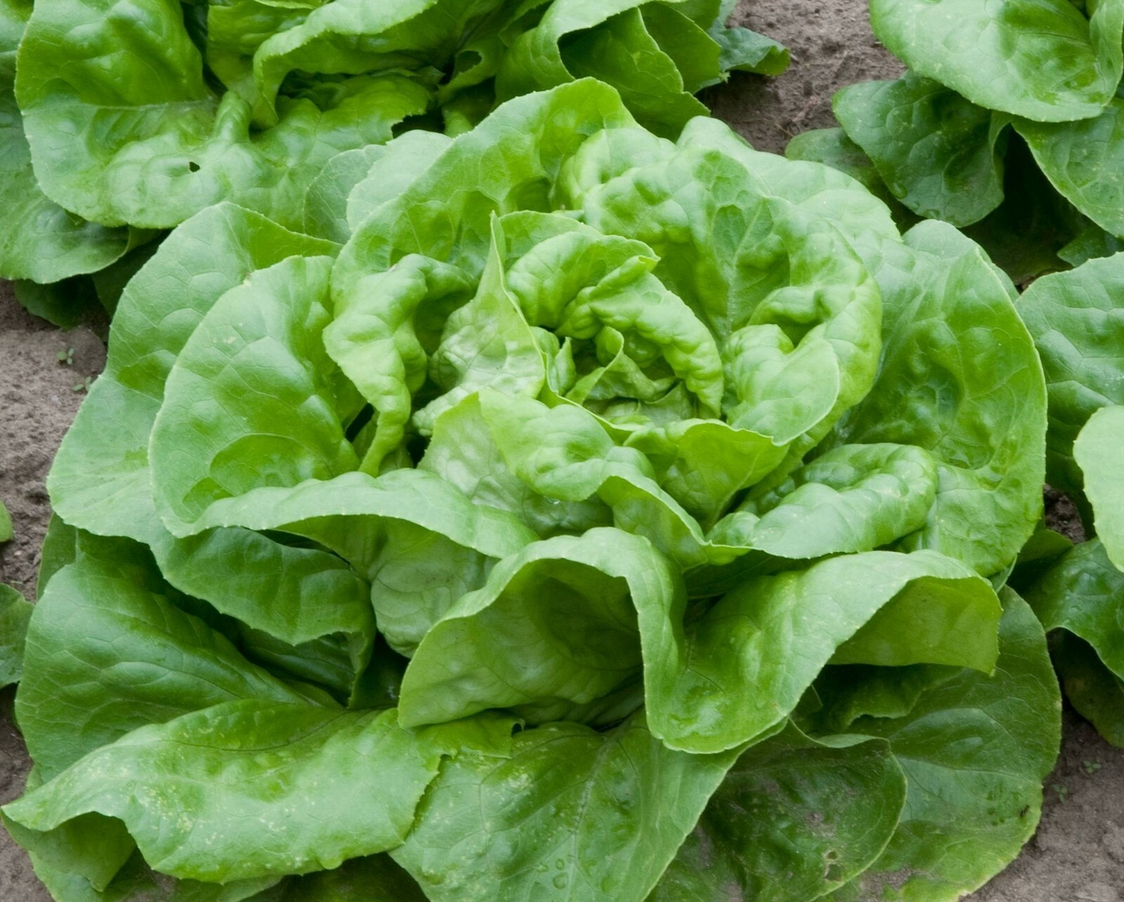 2,000+ Buttercrunch Heirloom Lettuce Seeds-
