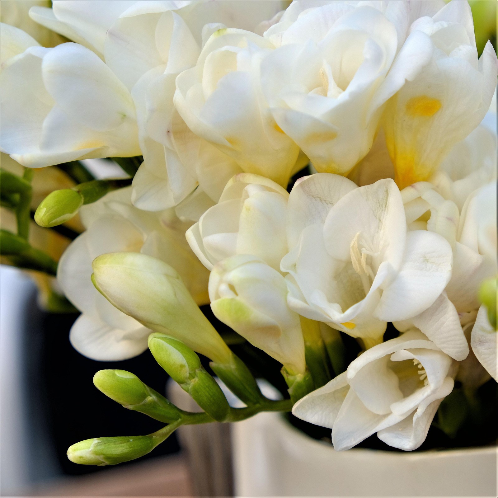 Freesia White Wonder Collection 30 Bulbs, Spring Flowers Bloom in Sun