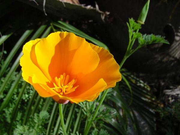 Eschscholzia californica | Californa Poppy | Cup of Gold | 200 Seeds