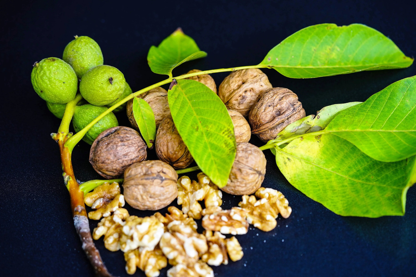 5 ENGLISH WALNUT Common Hardy Carpathian Nut Fruit Tree Juglans Regia Seeds