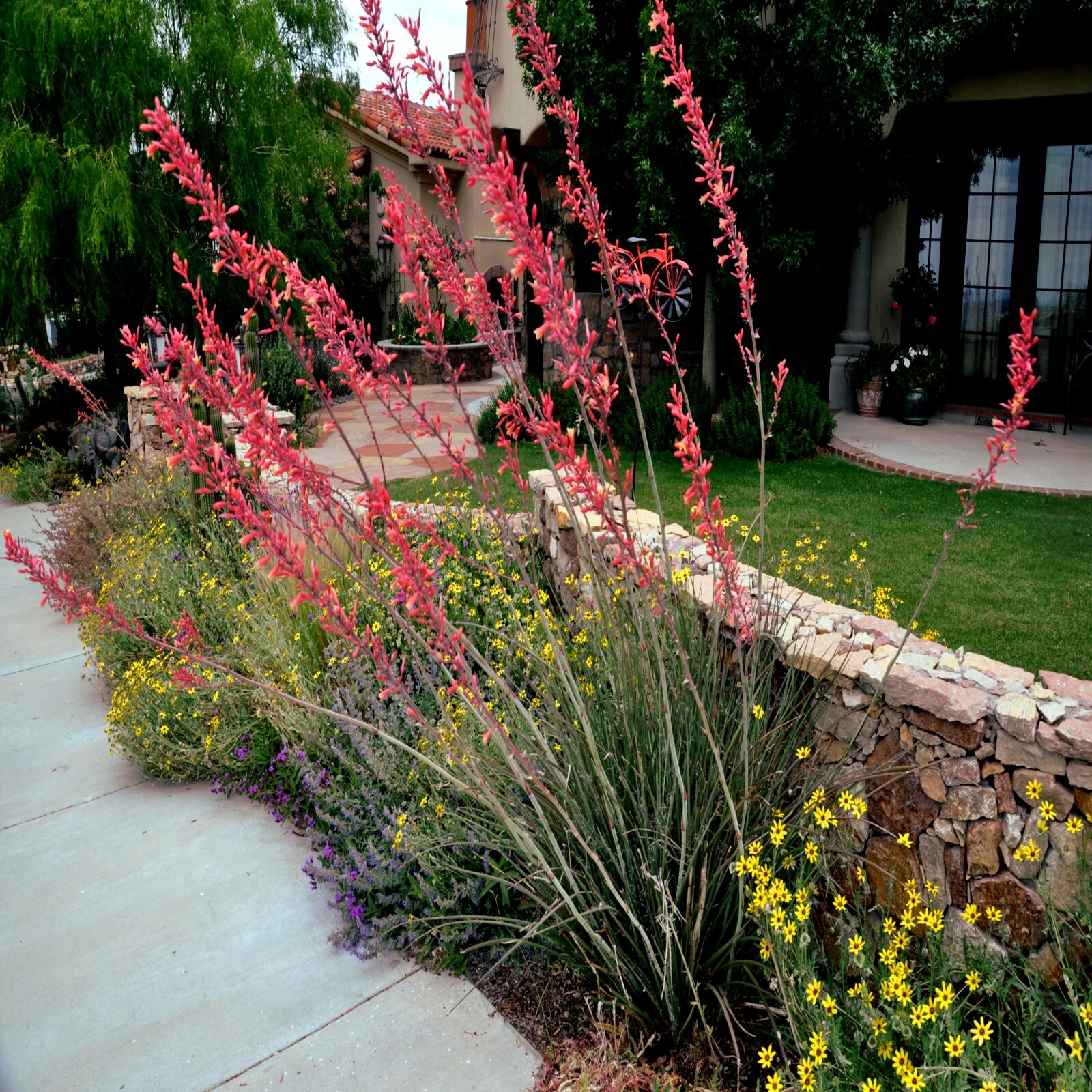 25 RED YUCCA SEEDS (Hesperaloe parviflora) Hummingbird & Butterfly Flower Plant
