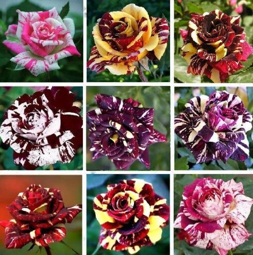 30+ Seeds| Mix Perennial Rose Seeds- Asian #1060