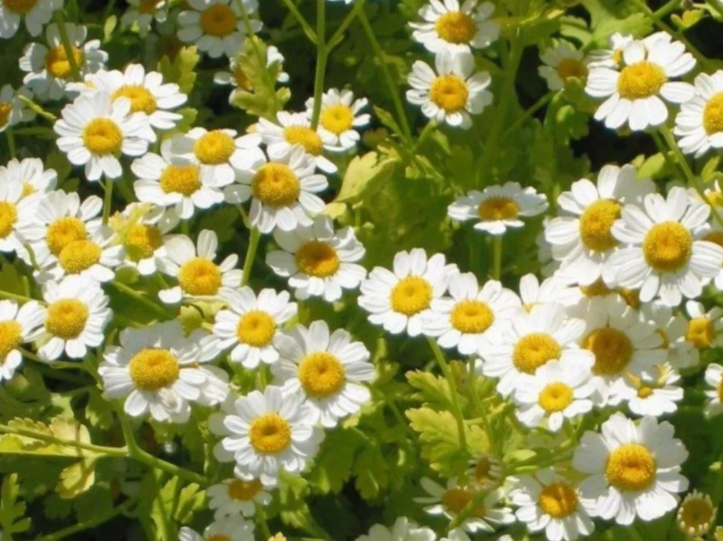 Organic Heirloom Feverfew Seeds, 500+ seeds