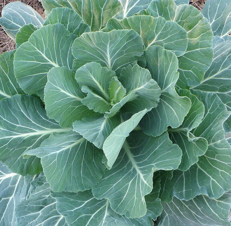 GEORGIA COLLARD GREENS SEEDS 300+ cool WEATHER vegetable GARDEN FREE SHIPPING