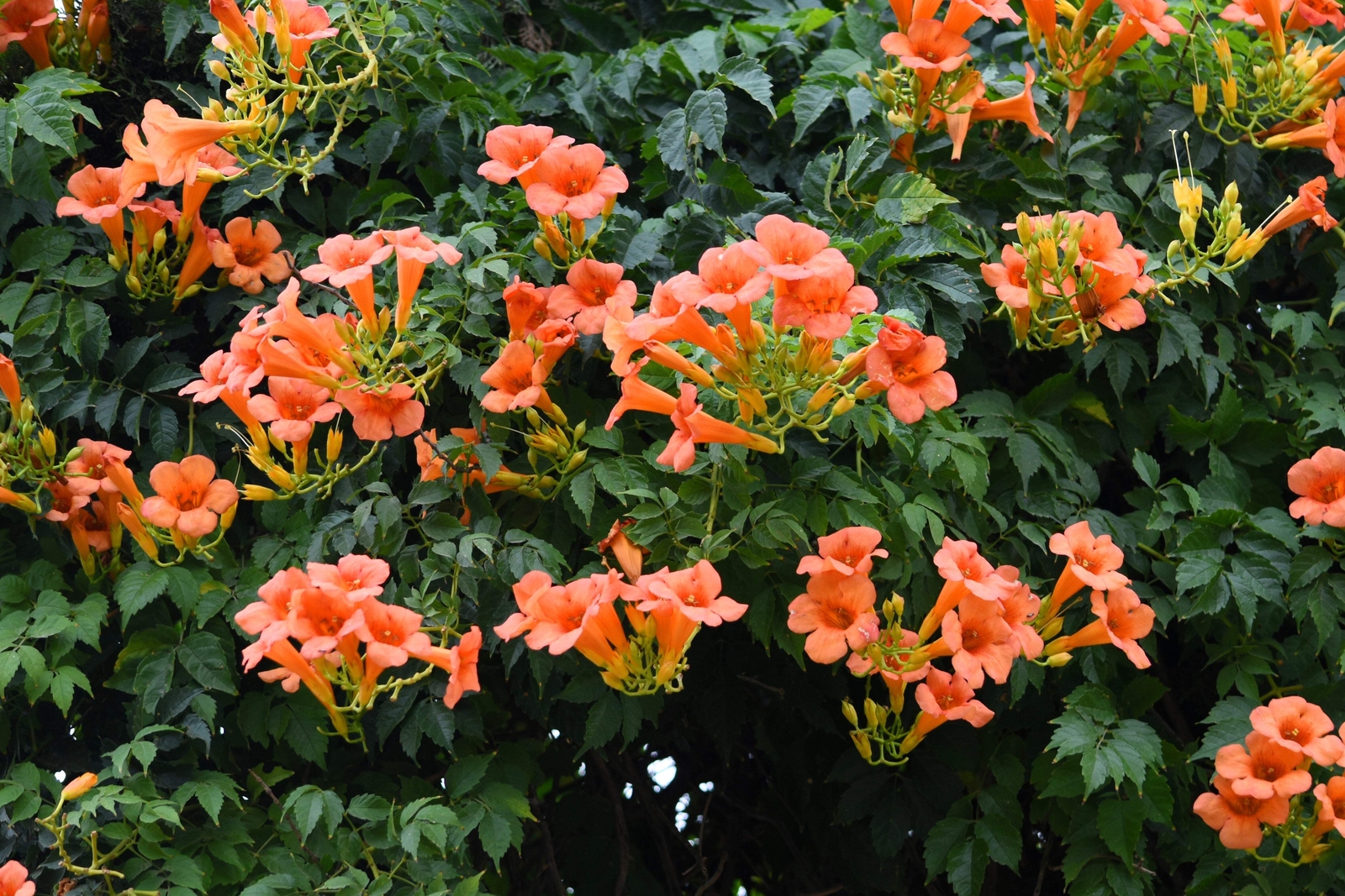25 HUMMINGBIRD TRUMPET CREEPER VINE Campsis Radicans Flower Seeds *Flat Ship