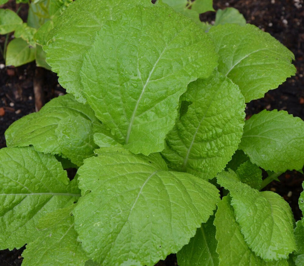 1200+ Organic Florida Broadleaf Mustard Green Seeds – Hột Cải Bẹ Xanh – 2024