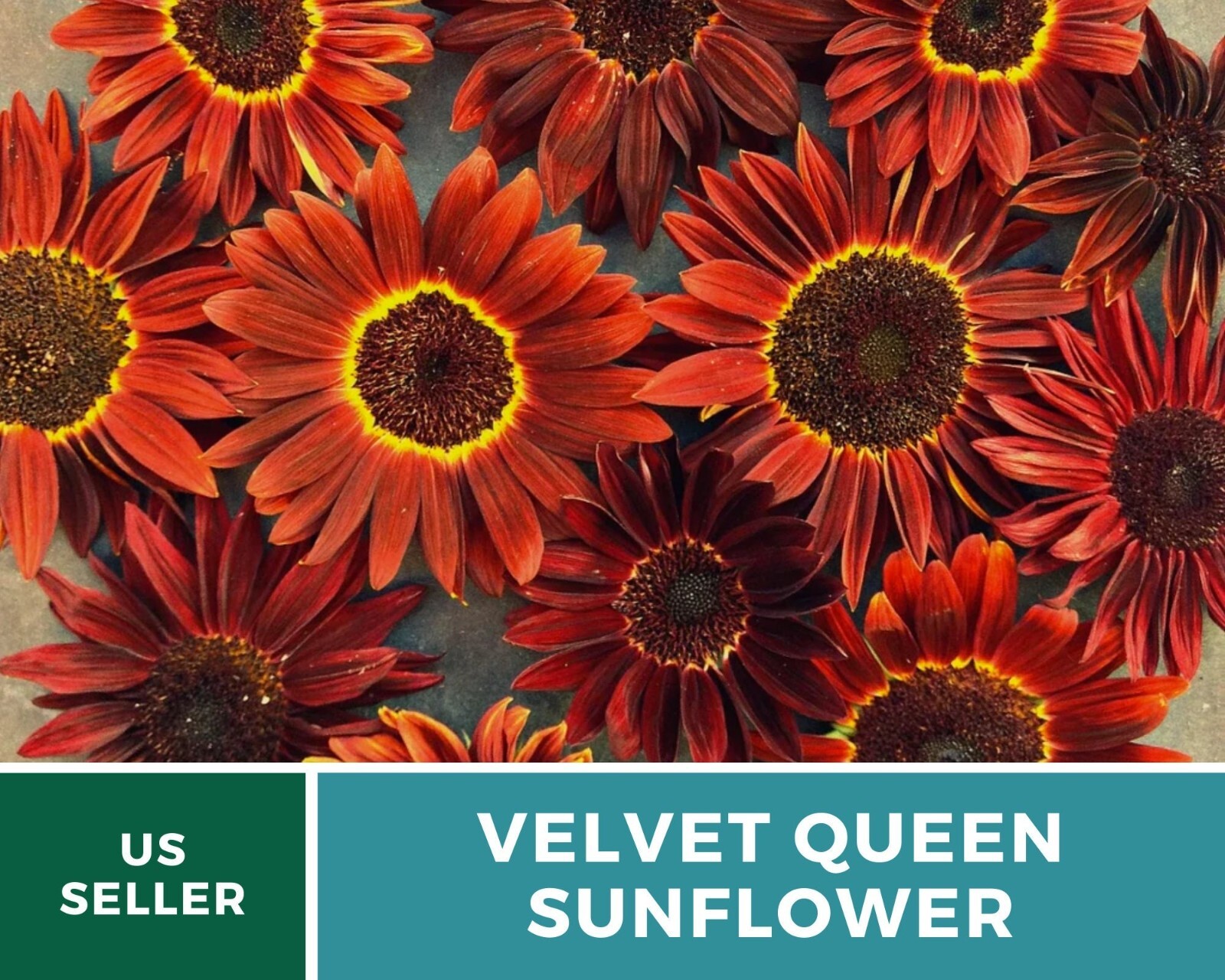 Sunflower, Velvet Queen – Heirloom Seeds – Fall Colors – Helianthus annuus