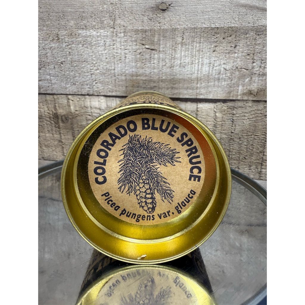Blue Spruce Germination Kit Easy Grow Cold Resistant Outdoor Plant