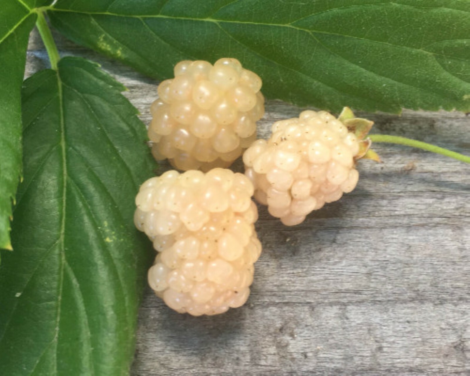 White Blackberry Rubus ‘Snowbank’, 10-15” tall