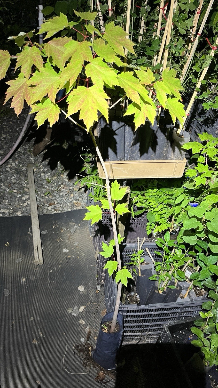 Exact plant 3-4 years old Silver Maple Acer saccharinum (dasycarpum)