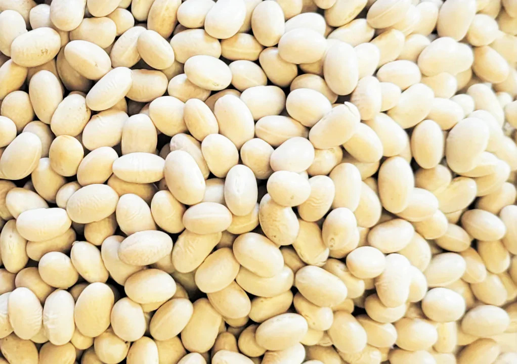 Navy Bean Seeds | For Planting Great White Northern Beans Vegetable Seed 2024
